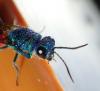 Chrysis terminata